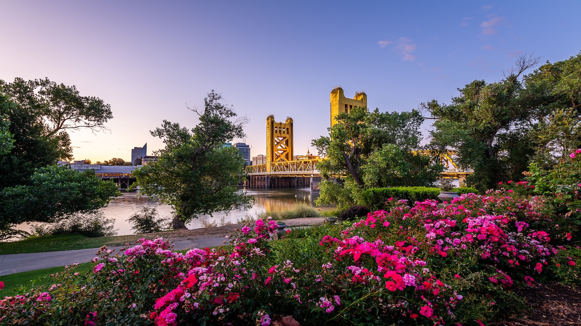 View of Sacramento’s golden Tower Bridge at sunset, framed by blooming pink flowers and green trees along the riverfront.