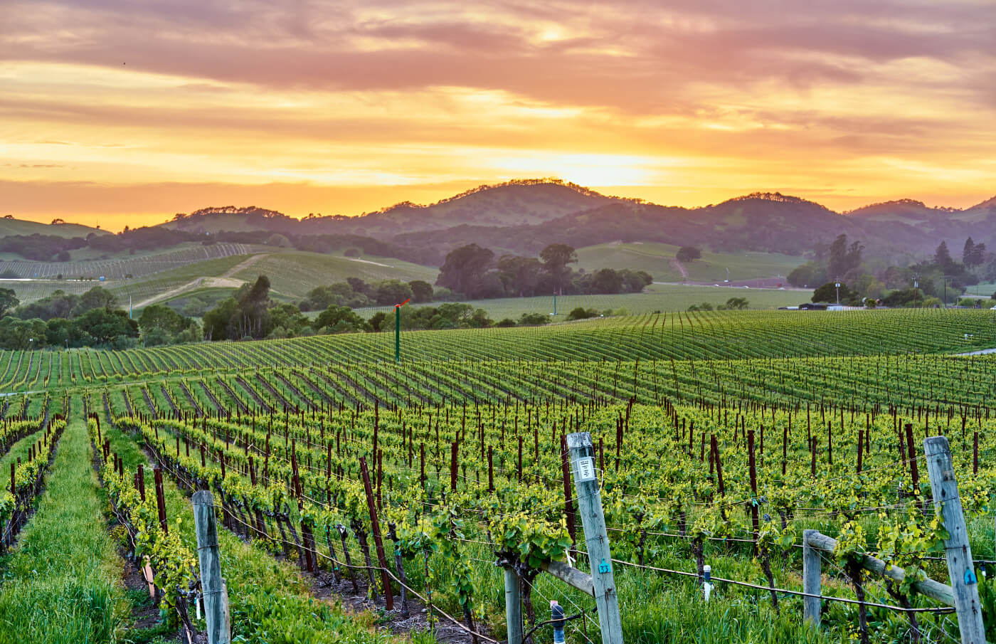 Rows of grapevines in Napa Valley at sunset, with rolling green hills and a colorful sky in the background.